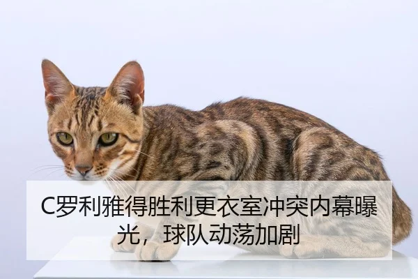 luo-li-ya-de-sheng-li-geng-yi-shi-chong-tu-nei-mu-bao-guang-qiu-dui-dong-dang-jia-ju-2-403.jpg